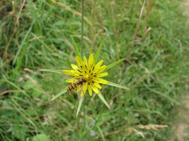 Syrphe sur petit salsifis